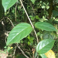 Clerodendrum × speciosum W.Bull